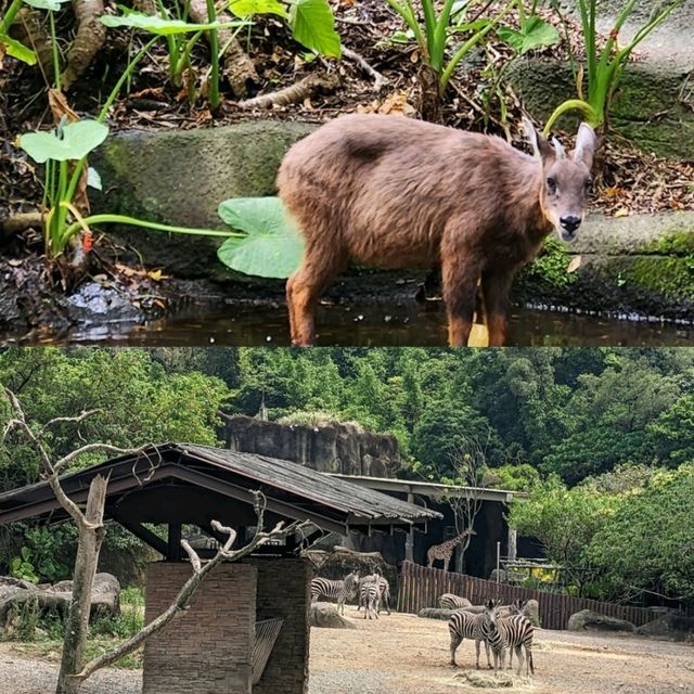【臺北自由行】臺北市立動物園：綠蔭遮蔽，適合帶小朋友