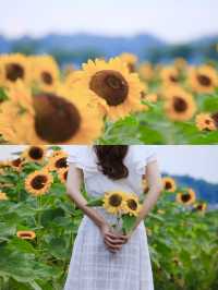 ˗ˏˋ まるでオランダ🇳🇱なひまわり畑🌻 ˎˊ˗
