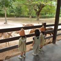 Alpaca Hill 