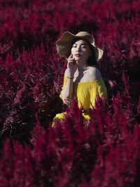 I Love Flower Farm สวนดอกไม้เชียงใหม่