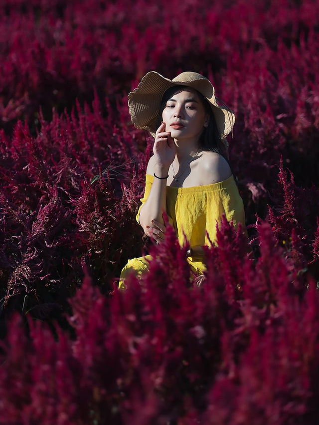 I Love Flower Farm สวนดอกไม้เชียงใหม่