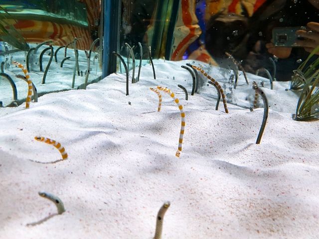 부산 여행 필수코스! : 🐠씨라이프부산아쿠아리움