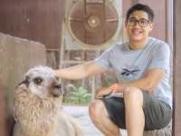 รีวิว Alpaca Hill 🦙🦙(สวนสัตว์สวนผึ้ง)