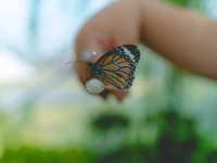 สวนผีเสื้อ ที่เที่ยวเชิงอนุรักษ์ Little Big Wing 