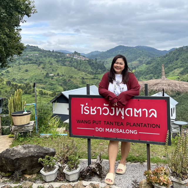 ขึ้นดอยแม่สลอง....เที่ยวไร่ชาวังพุดตาล⛰️