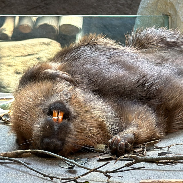 🌿🌺🦜 Dive into the Marvels of Kobe Animal Kingdom! 🐾🌟