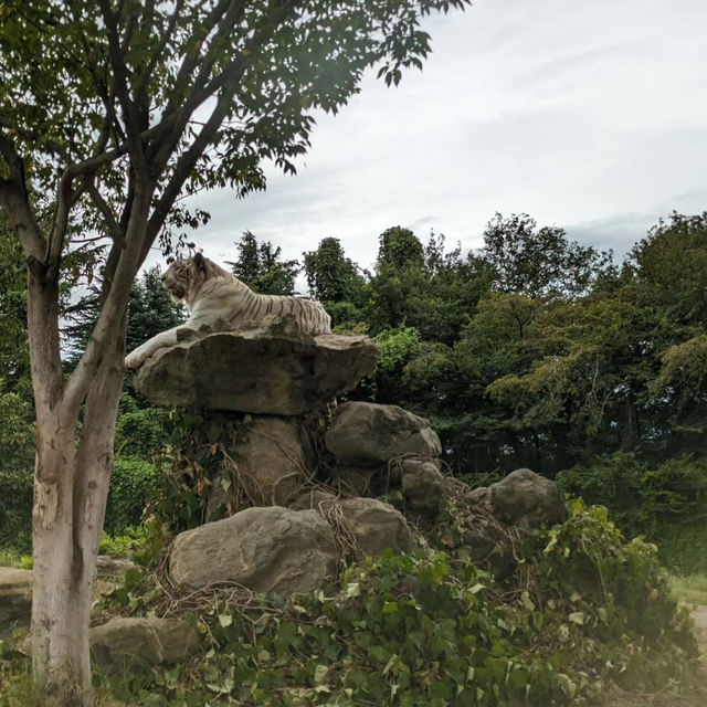 九州自然動物園：放養式的野生探險 🦓🌳