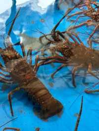 福岡享受新鮮龍蝦🦞面向大海😎日南海產‼️