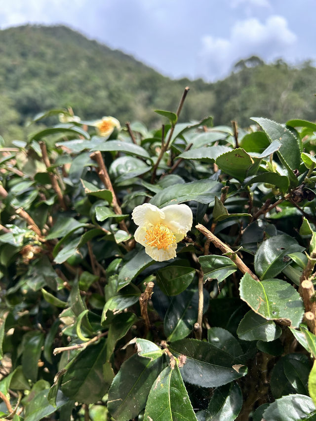 เที่ยวไร่ชาลุงเดชหน้าฝน🌱🌧️