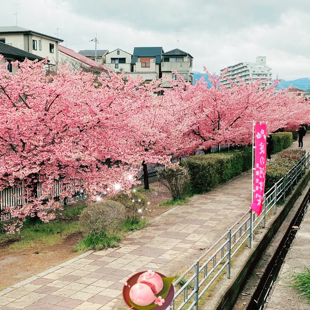 ～淀の河津櫻～