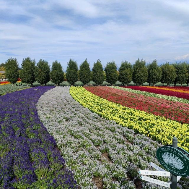 北海道之旅- 富良野富田農場/四季彩之丘
