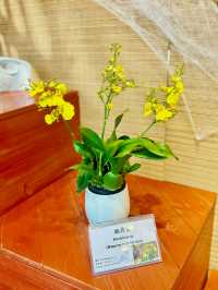 【金鐘】香港公園：期間限定香花展覽