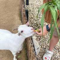  Little Zoo Garden Cafe