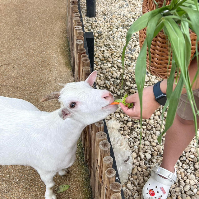  Little Zoo Garden Cafe