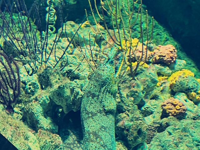Xpark 水族館：最潮水族館景點