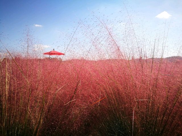 首爾近郊Nari公園 夢幻亂子草與波波草
