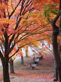 【長野】湖畔に広がるもみじその数1万本🤩彩り豊かな紅葉スポット🍁訪問攻略付き