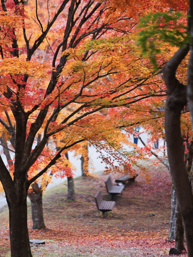 【長野】湖畔に広がるもみじその数1万本🤩彩り豊かな紅葉スポット🍁訪問攻略付き