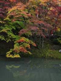 【ここ行って】本当は教えたくない🙅グラデーションが美しい穴場紅葉🍁