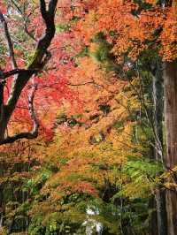 【ここ行って】紅葉の道が美しい✨奈良時代開創の無料で楽しめる紅葉スポット🍁