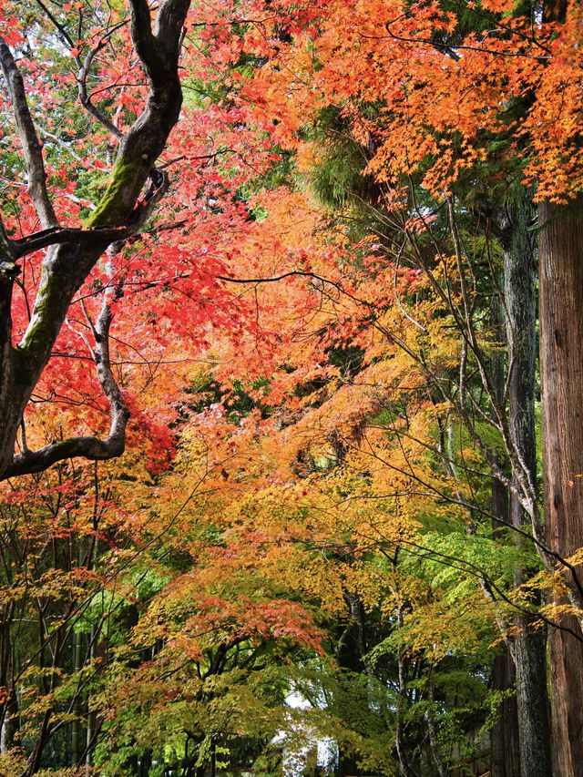 【ここ行って】紅葉の道が美しい✨奈良時代開創の無料で楽しめる紅葉スポット🍁