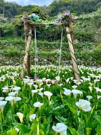台北賞花海勝地「陽明山 竹子湖」🌸