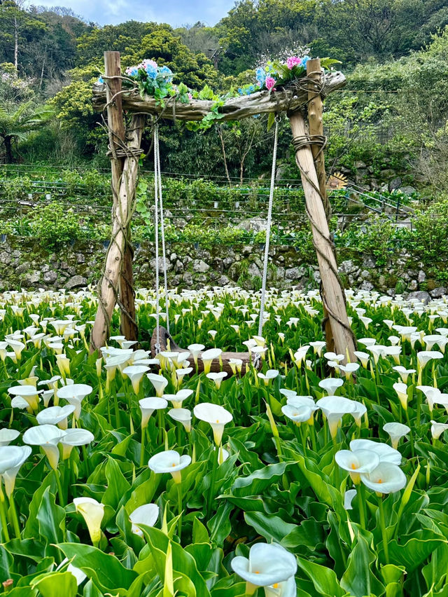 台北賞花海勝地「陽明山 竹子湖」🌸