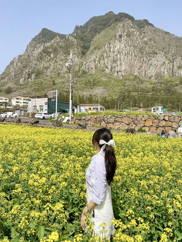 봄제주 필수코스 유채꽃밭💛