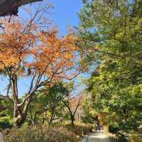 창경궁에 가을이 왔어요~!🍁
