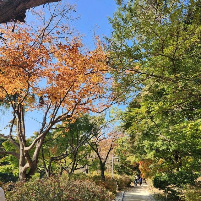 창경궁에 가을이 왔어요~!🍁