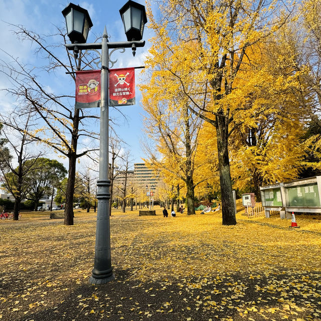 ONE PIECE in KUMAMOTO🍁🍂