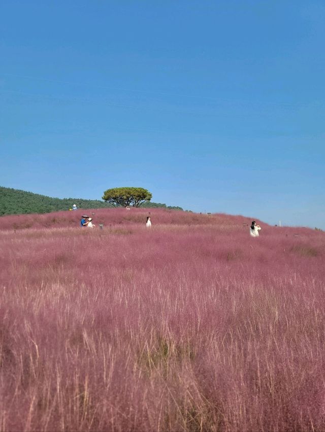 핑크뮬리 탑티어는 역시 합천🩷
