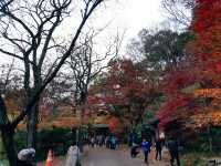 《秋日浪漫🍂：探尋韓國內藏山的紅葉之美🍁》