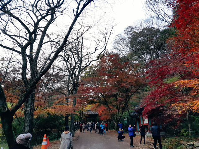 《秋日浪漫🍂：探尋韓國內藏山的紅葉之美🍁》