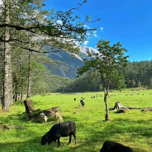 雲杉坪：躲在玉龍雪山下的靜謐小天地