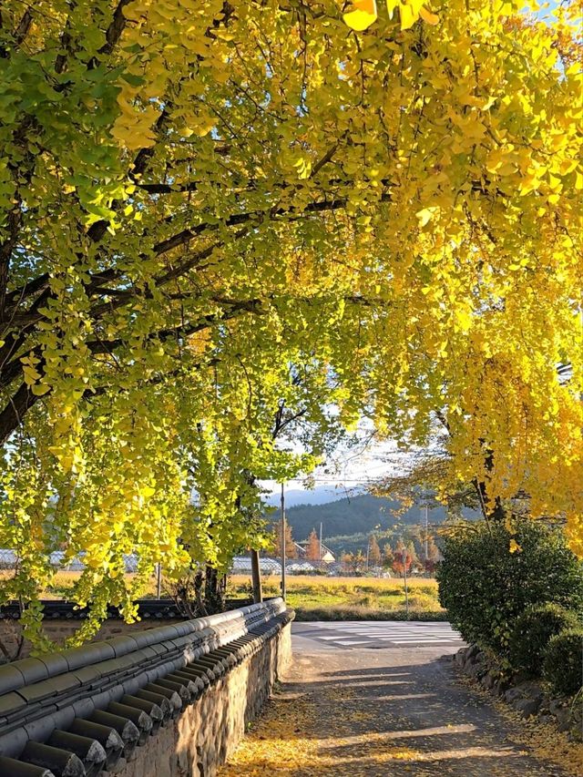 조용하고 한적한 거창 은행나무 명소💛