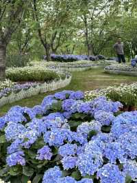 🌸Hydrangea Garden 🪴 Manhua Manor