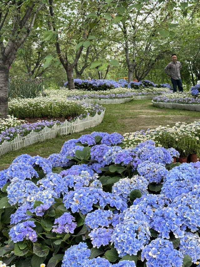 🌸Hydrangea Garden 🪴 Manhua Manor