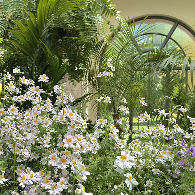 墨爾本溫室花園🌸🌺🌻🌼