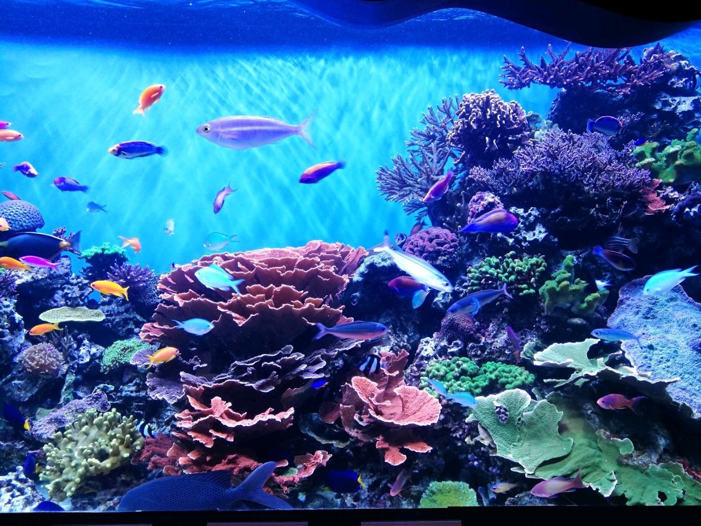 Thủy cung Monterey Bay, Hoa Kỳ