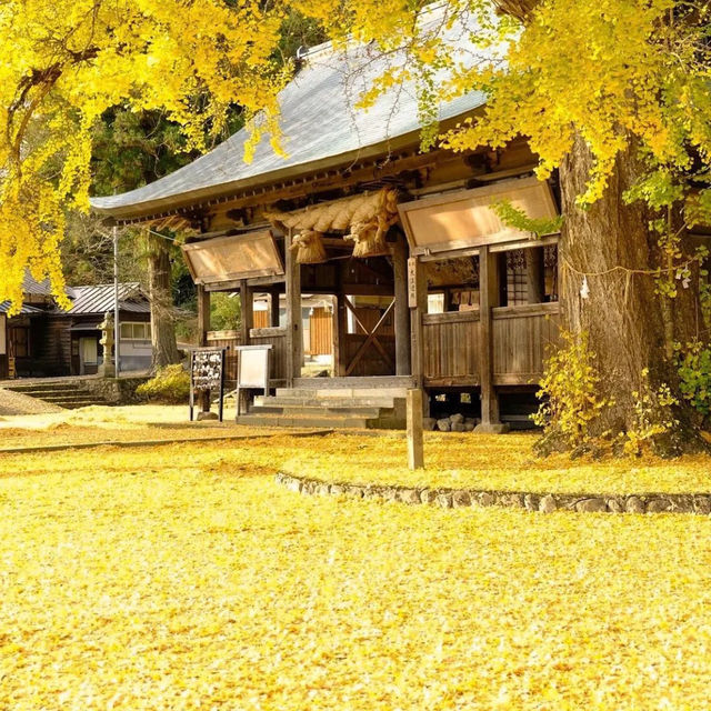 吉原神社🌅銀杏樹下的靜謐之美 🍂⛩️