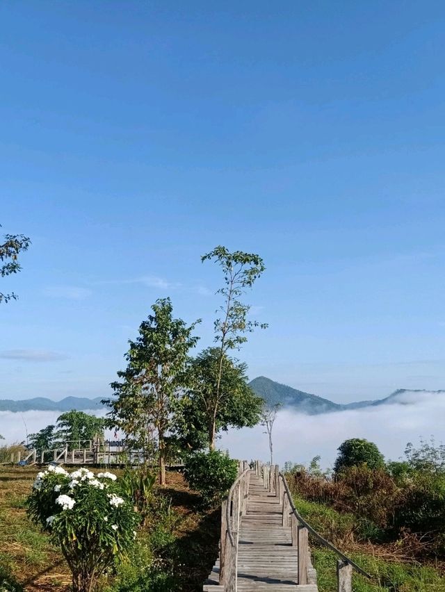 ชมทะเลหมอกภูลำดวน