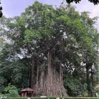 花柏山公園：悠閒秘境 🌳🌼