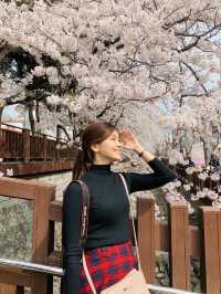 A Stroll Through the Sakura Wonderland of Yeojwacheon River