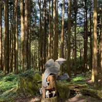 Explore the magical Alishan, Taiwan