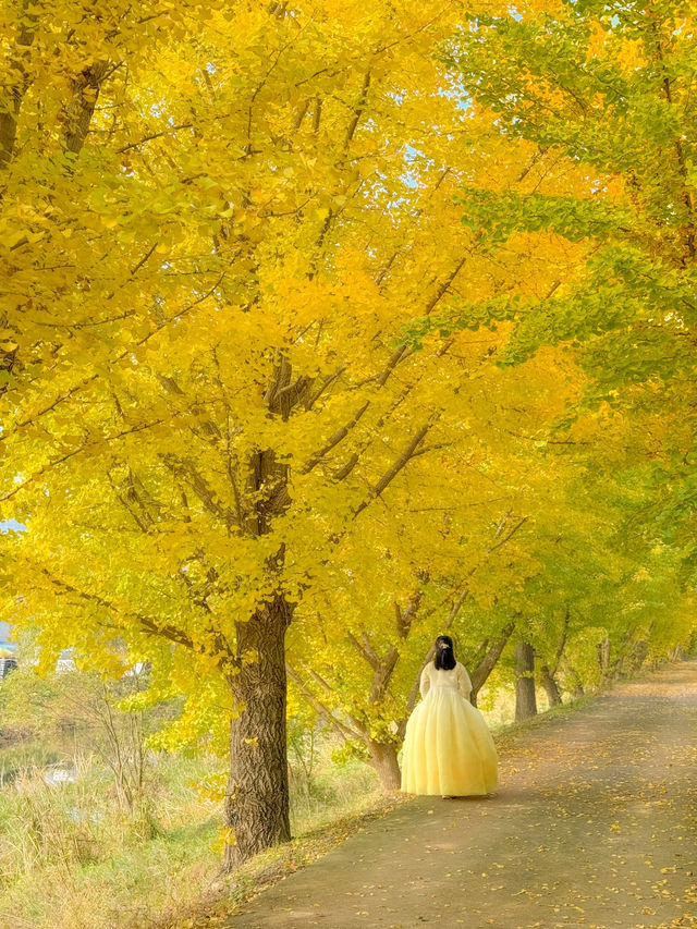 노랗게 물들어가는 중인 낭성면 은행나무길💛
