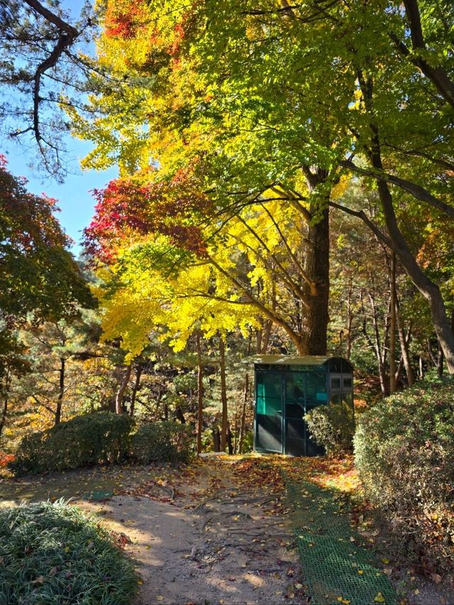 국화와 단풍이 아름다운 청주 가을여행지🤎