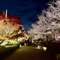 怎能抗拒「東寺夜楓」的倒影😍