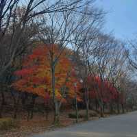 12월에도 단풍 볼 수 있는 울산대공원
