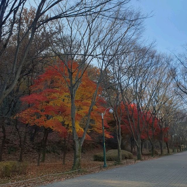 12월에도 단풍 볼 수 있는 울산대공원